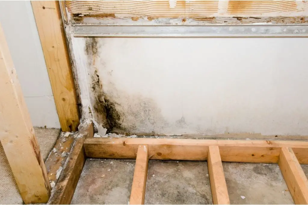 image of mold growth in basement